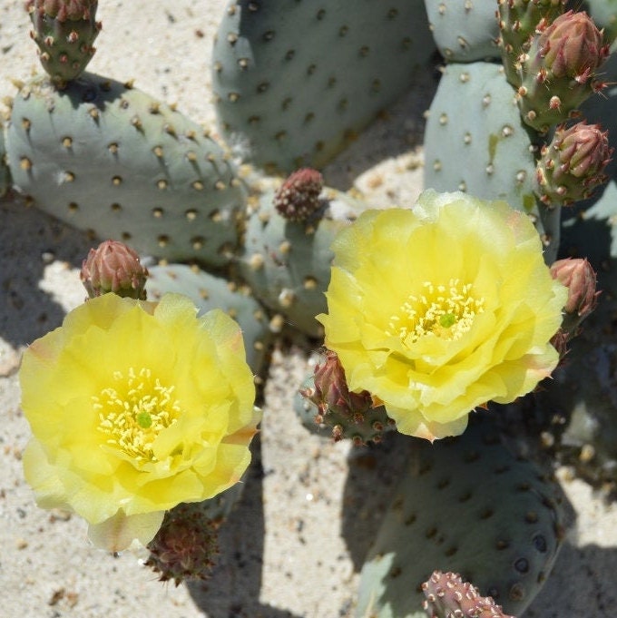 Beavertail Cactus 'Kanab Blue' (Opuntia aurea) COLD HARDY