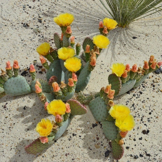 Beavertail Cactus 'Kanab Blue' (Opuntia aurea) COLD HARDY