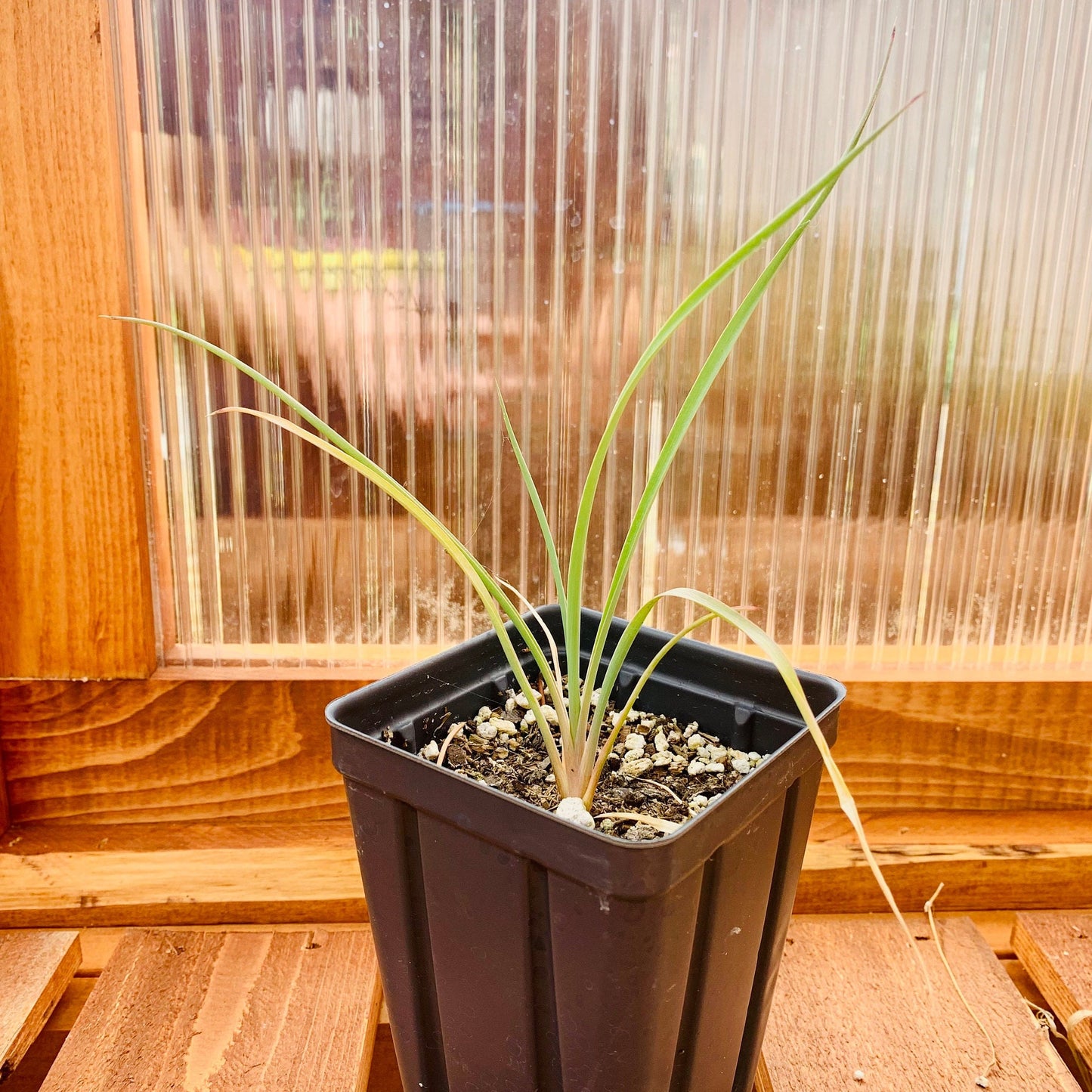 Yucca elata 'Soaptree Yucca' COLD HARDY Zone 5!