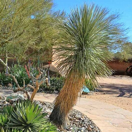Yucca elata 'Soaptree Yucca' COLD HARDY Zone 5!