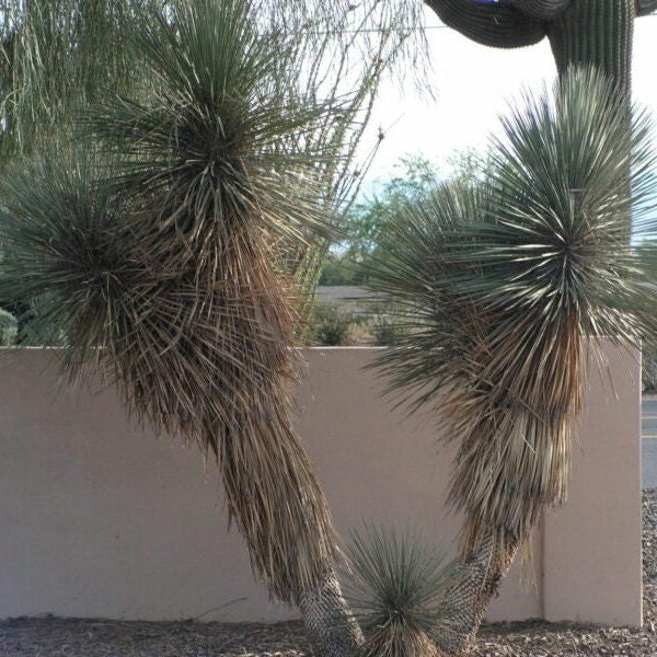 Yucca elata 'Soaptree Yucca' COLD HARDY Zone 5!