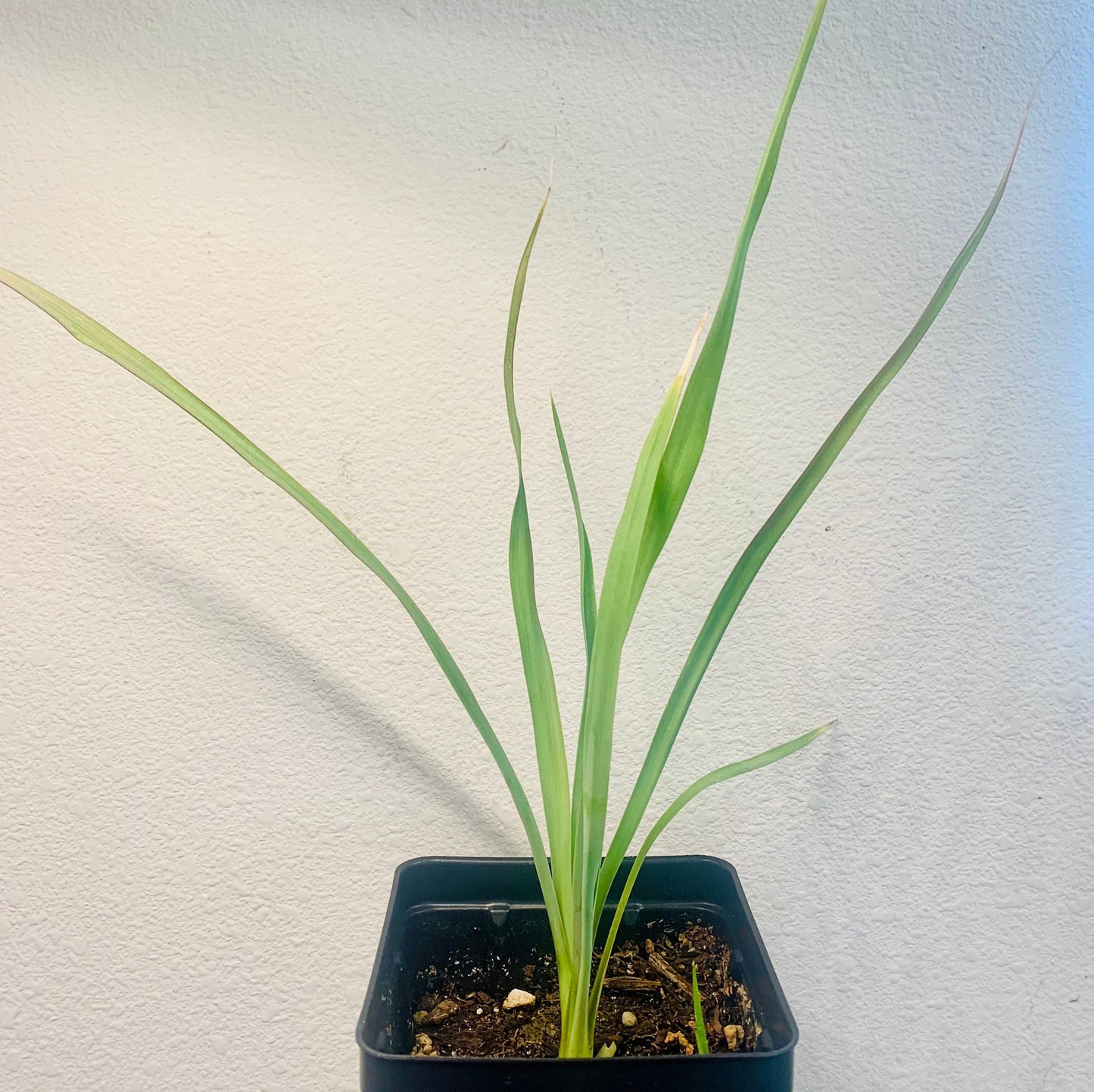 Yucca elata 'Soaptree Yucca' COLD HARDY Zone 5!