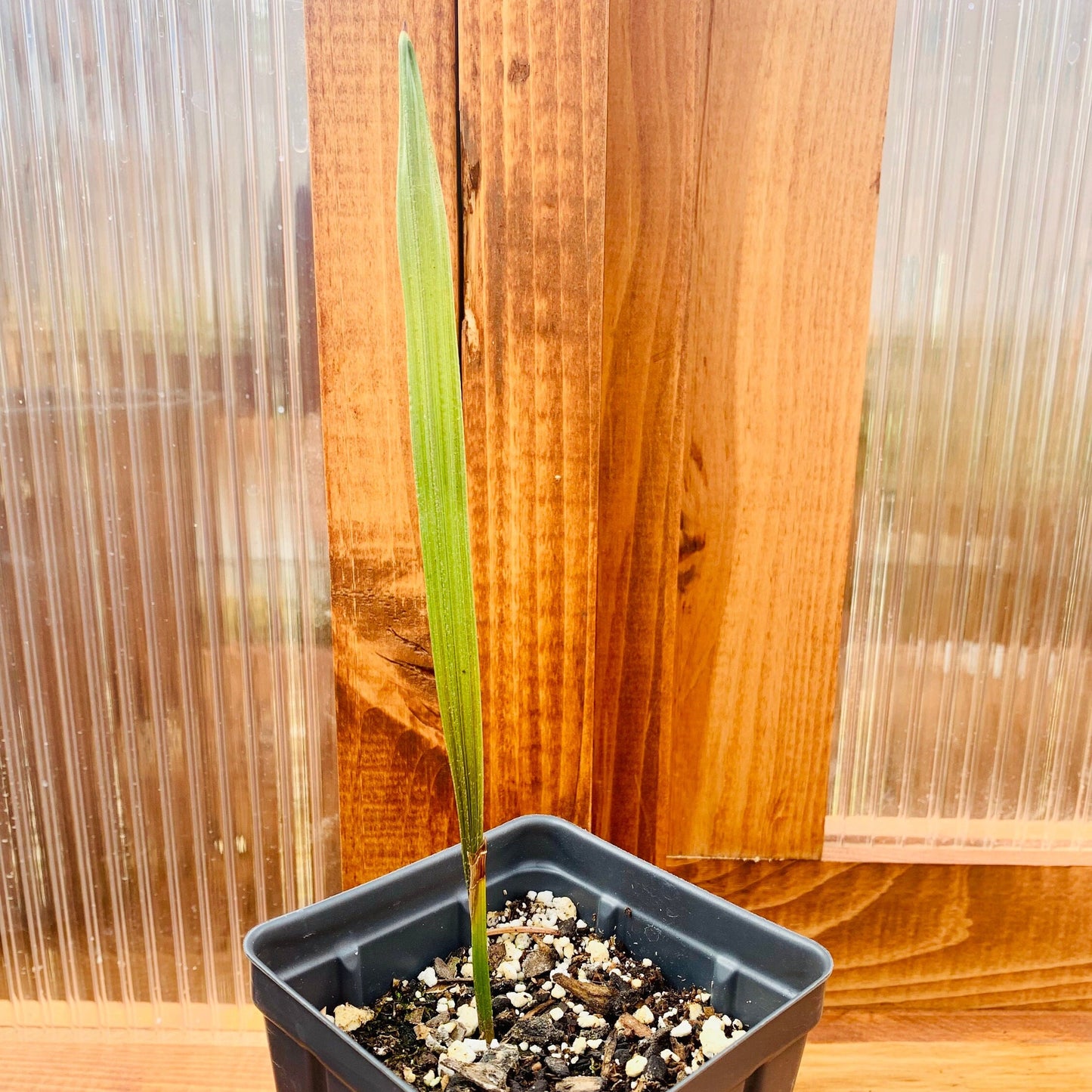 Jubaea chilensis 'Wine Palm' Oregon COLD HARDY
