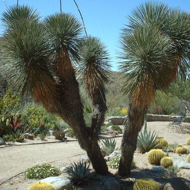 Yucca elata 'Soaptree Yucca' COLD HARDY Zone 5!