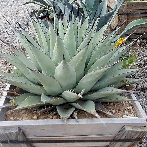 Agave neomexicana 'Oregon' Century Plant - COLD HARDY ZONE 5
