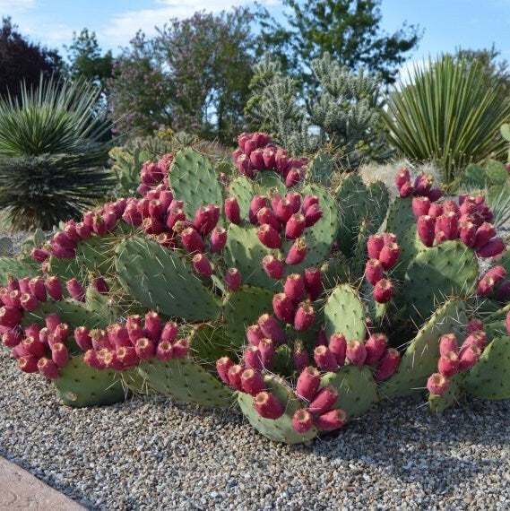 Prickly Pear Cactus 'Wildfire' (O. woodsii hyb) COLD HARDY