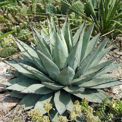 Agave neomexicana 'Oregon' Century Plant - COLD HARDY ZONE 5