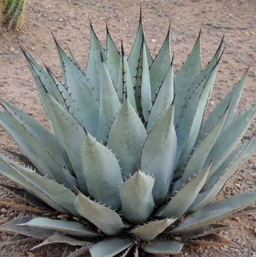 Agave neomexicana 'Oregon' Century Plant - COLD HARDY ZONE 5