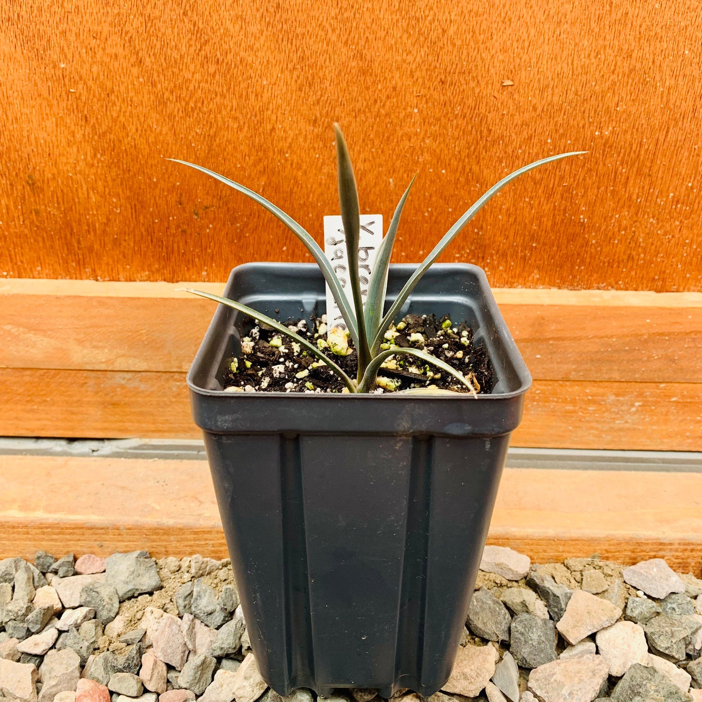 Yucca brevifolia 'Jaegeriana' (Dwarf Joshua Tree) COLD HARDY