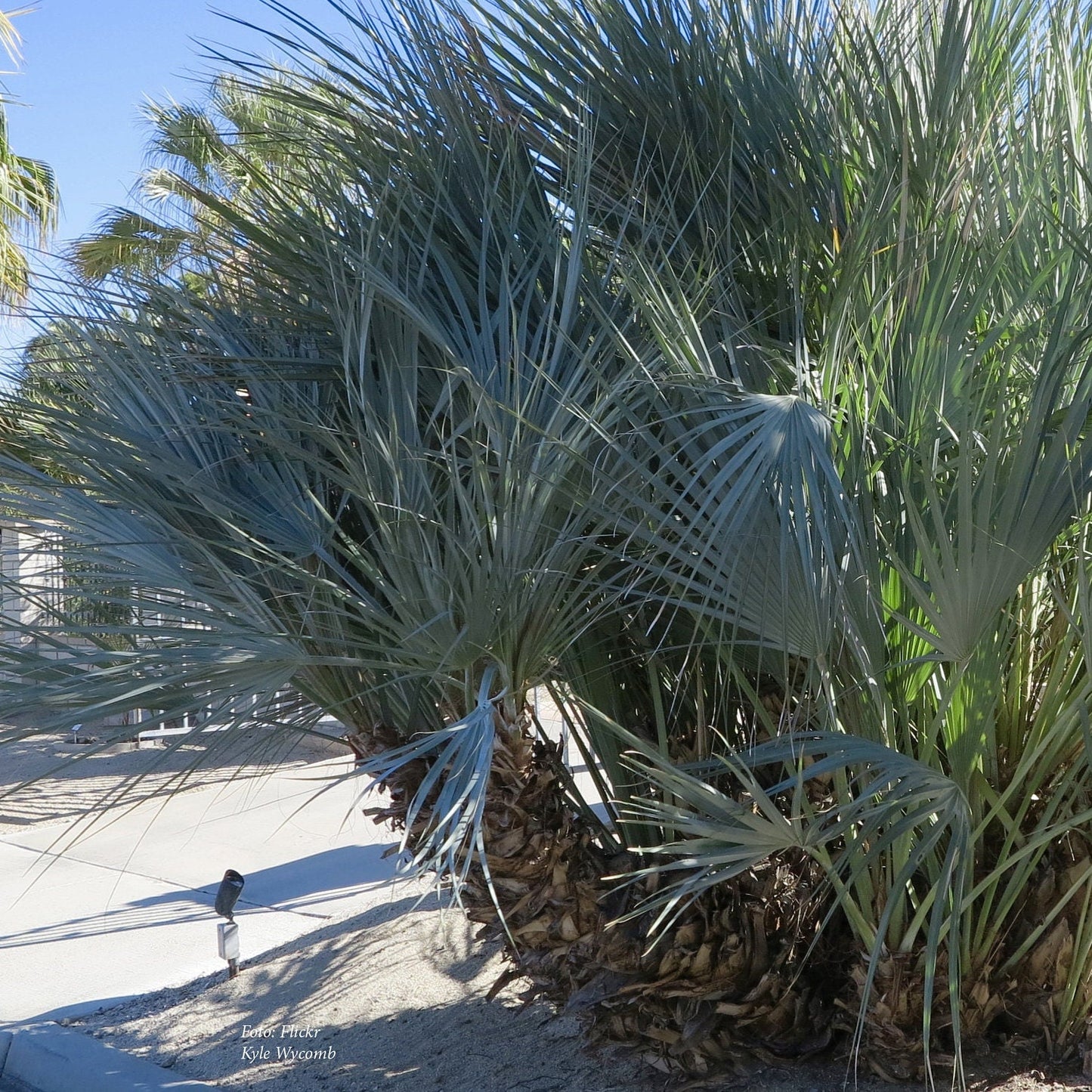 Nannorrhops ritchiana ‘Mazari Palm' Oregon COLD HARDY Seeds