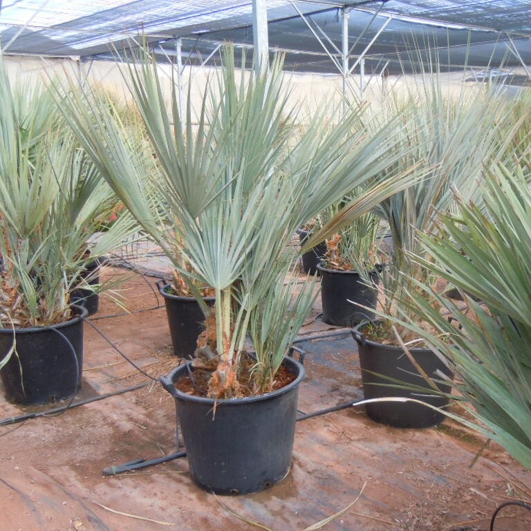 Nannorrhops ritchiana ‘Mazari Palm' Oregon COLD HARDY Seeds