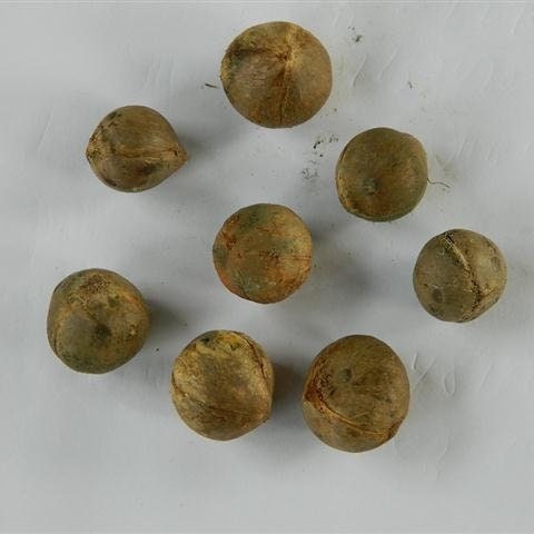 Nannorrhops ritchiana ‘Mazari Palm' Oregon COLD HARDY Seeds