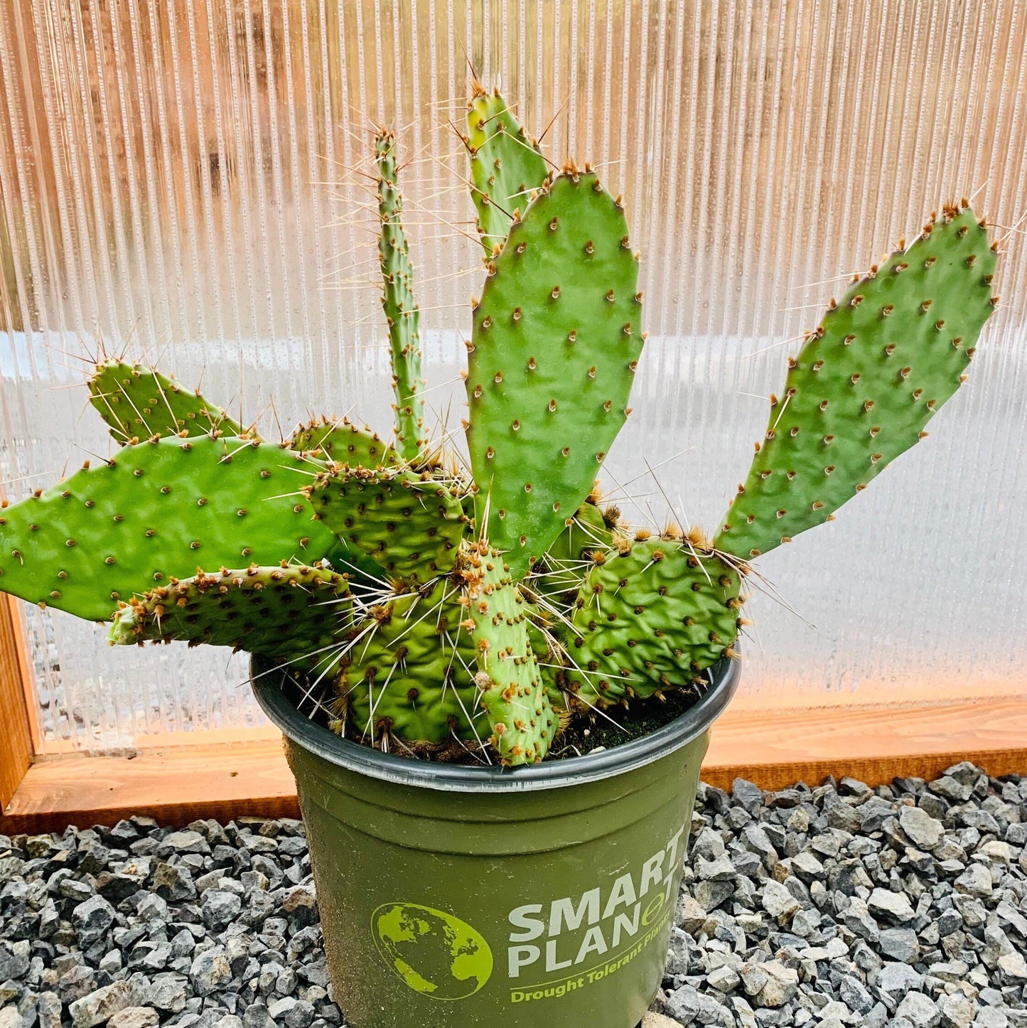 Prickly Pear Cactus 'Party Favor' (O. utahensis hyb) COLD HARDY