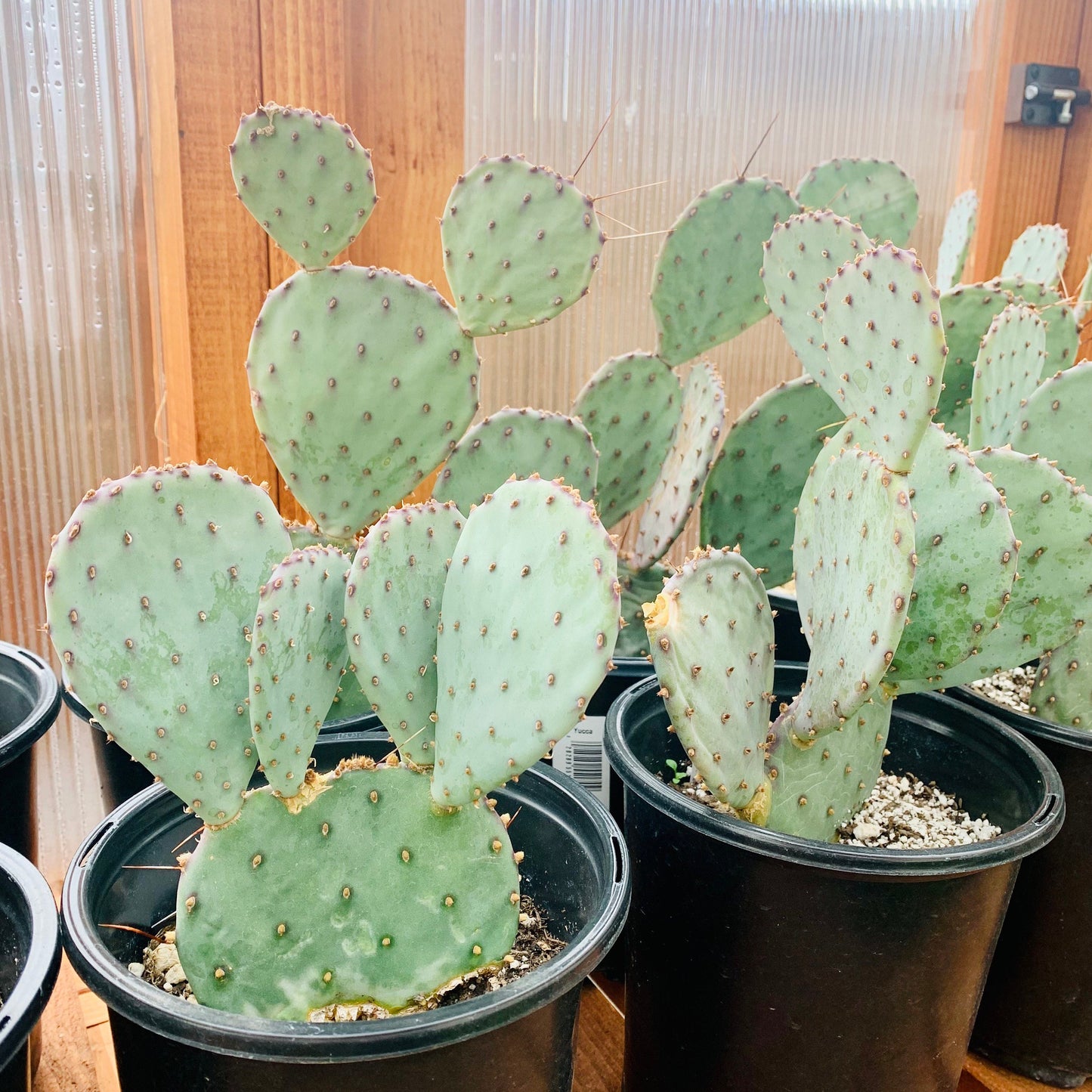 Prickly Pear Cactus 'Sapphire' (Opuntia macrocentra) COLD HARDY
