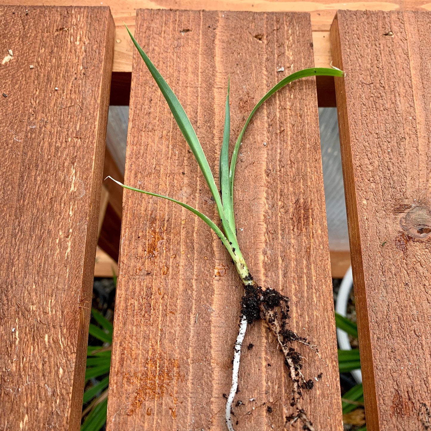 Yucca torreyi (Torrey's Yucca) Oregon COLD HARDY