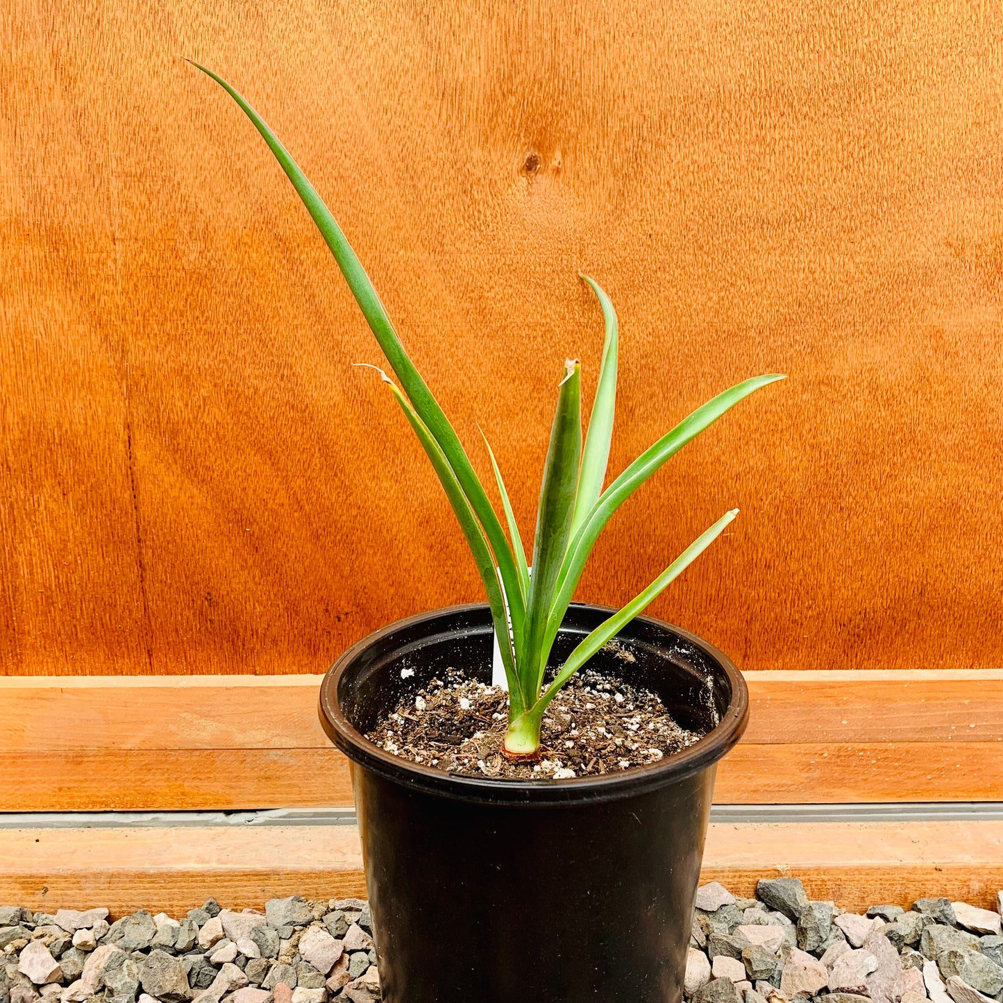 Yucca filifera 'Mexican Tree Yucca' Oregon COLD HARDY