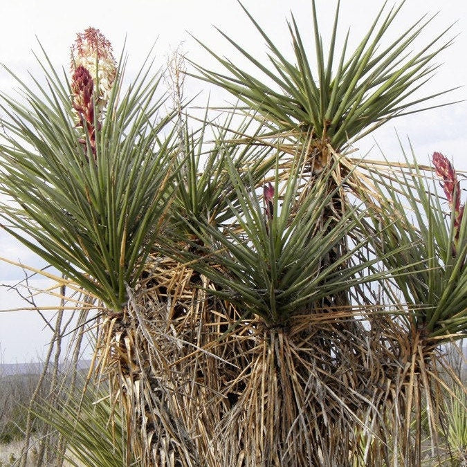 Yucca torreyi 'Torrey's Yucca' Oregon COLD HARDY Seeds