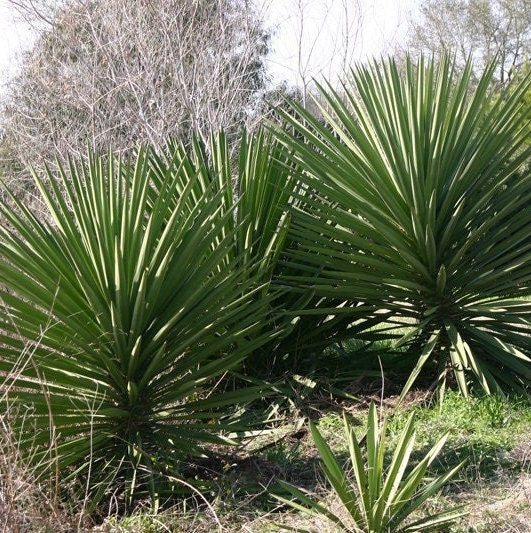 Yucca treculeana 'True Spanish Dagger' COLD HARDY Seeds