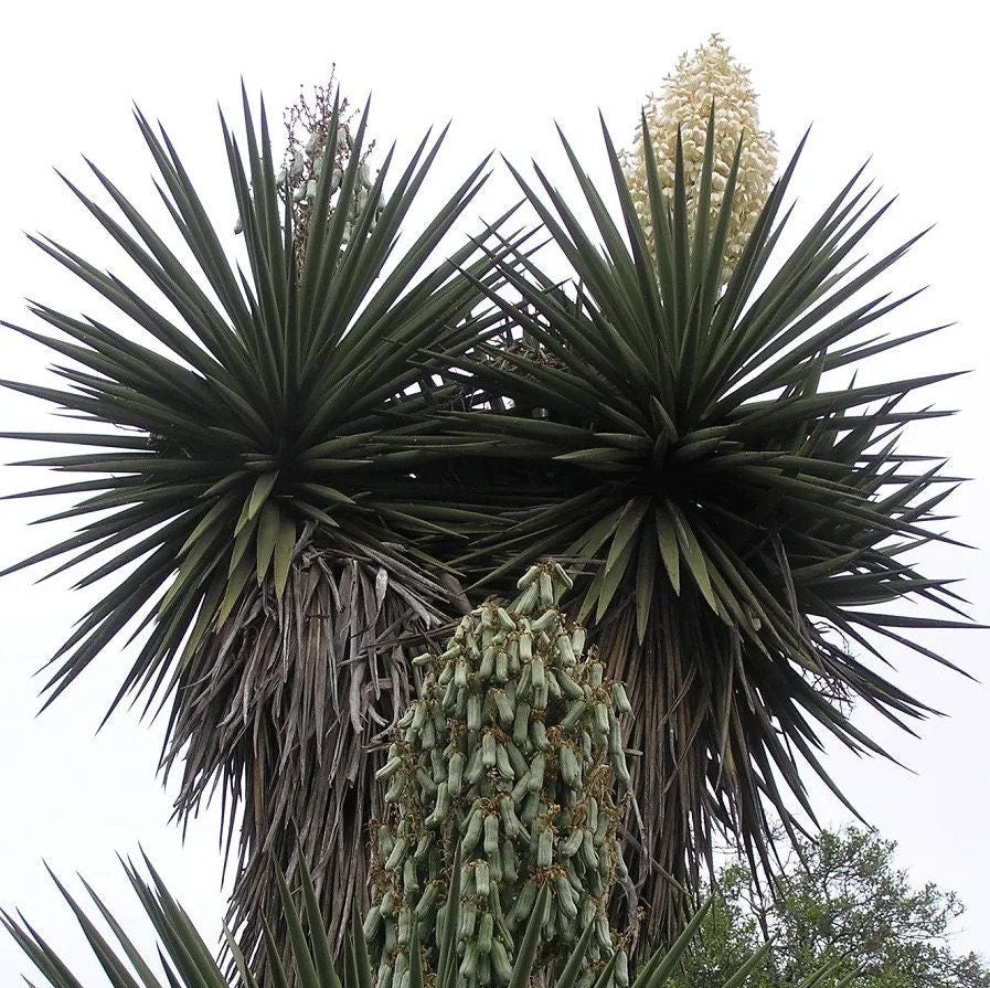 Yucca treculeana 'True Spanish Dagger' COLD HARDY Seeds