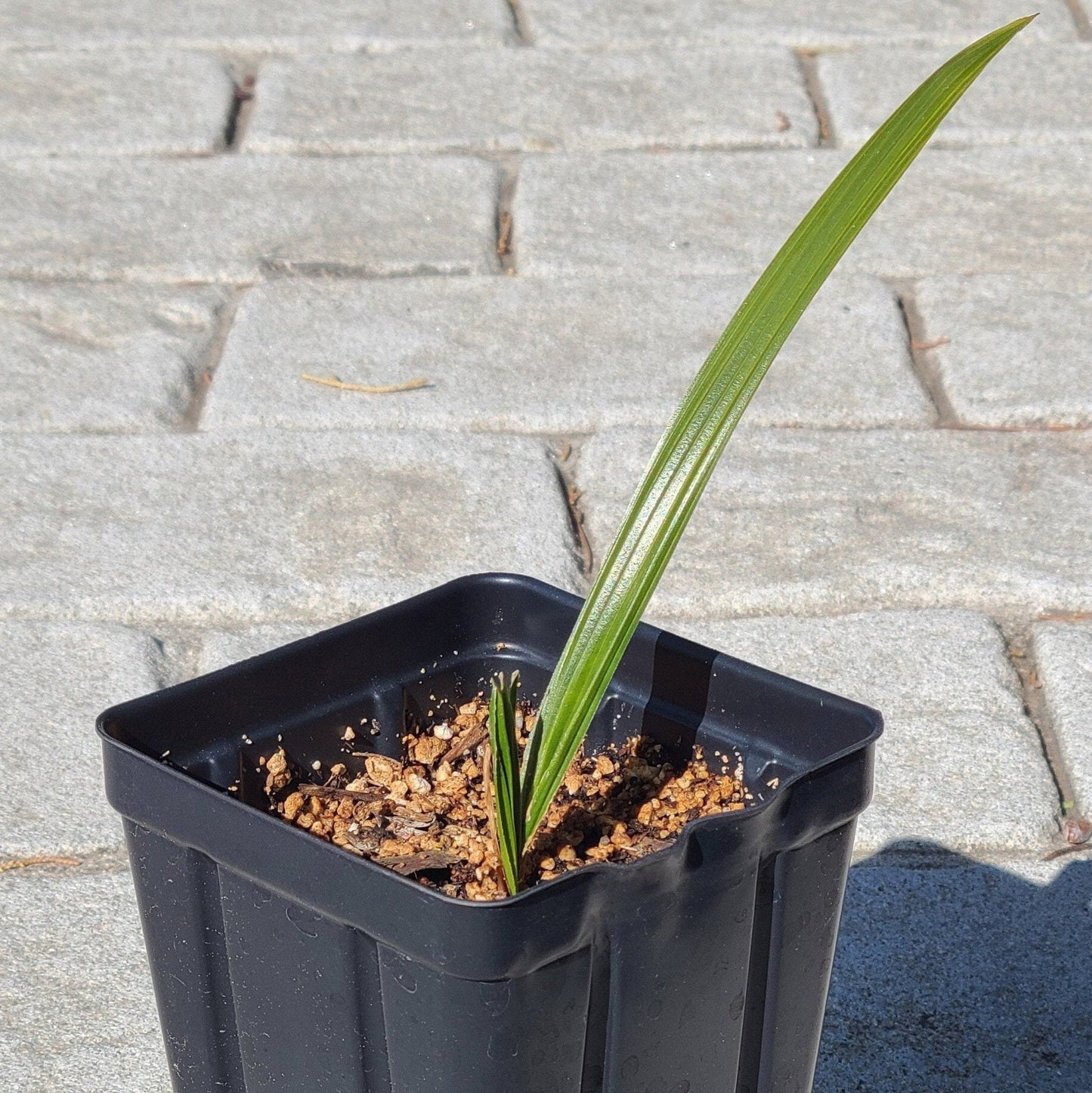 Trachycarpus wagnerianus 'OR' Mini-Chusan Palm COLD HARDY