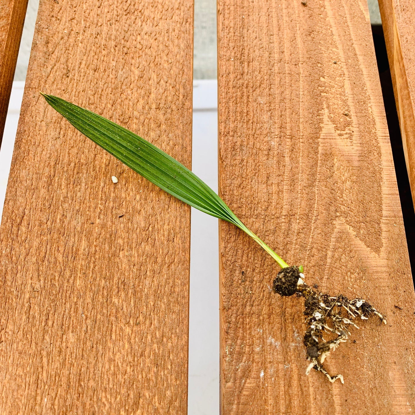 Trachycarpus wagnerianus 'OR' Mini-Chusan Palm COLD HARDY