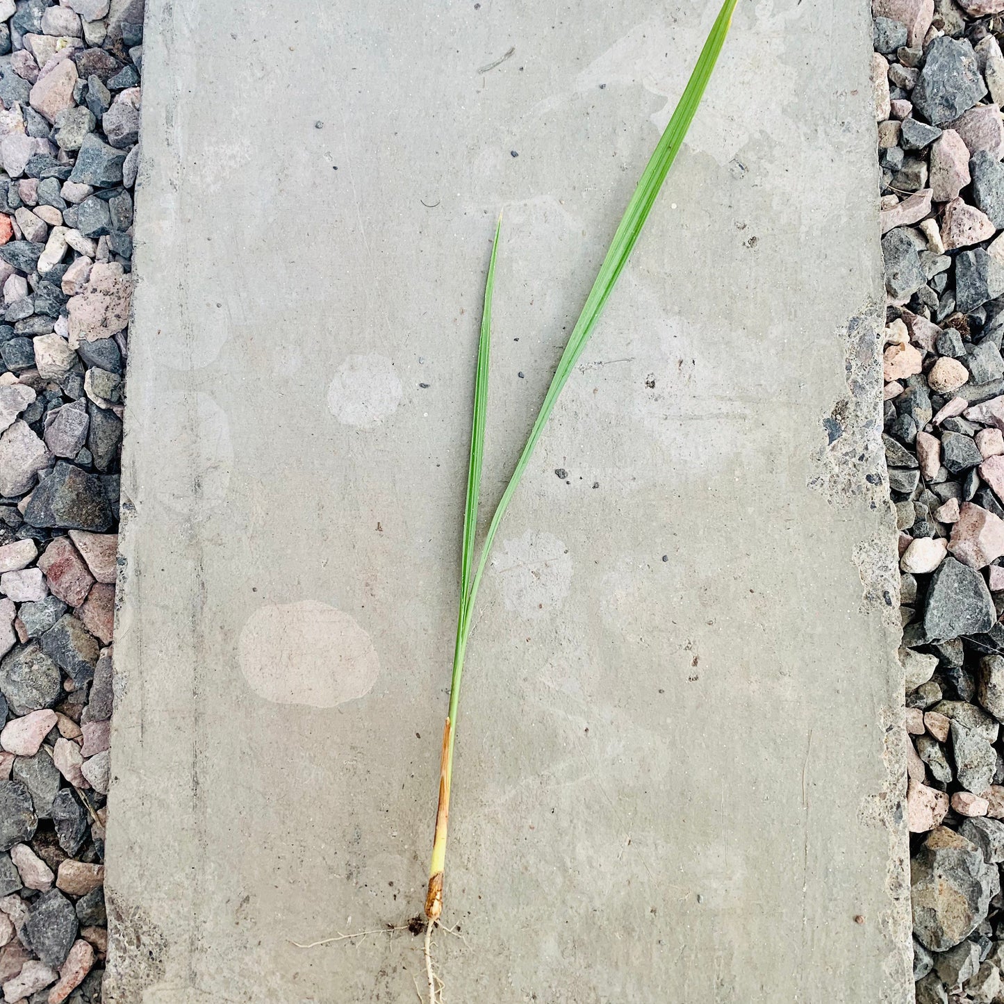 Washingtonia filifera 'Oregon High Desert' COLD HARDY