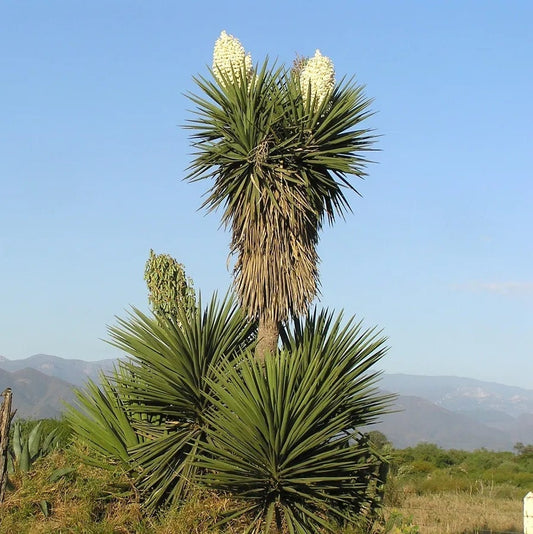 Yucca treculeana 'True Spanish Dagger' COLD HARDY Seeds