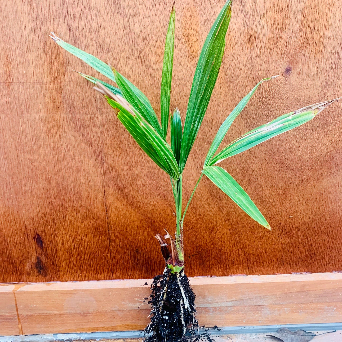 Trachycarpus fortunei 'Naini Tal' Palm COLD HARDY