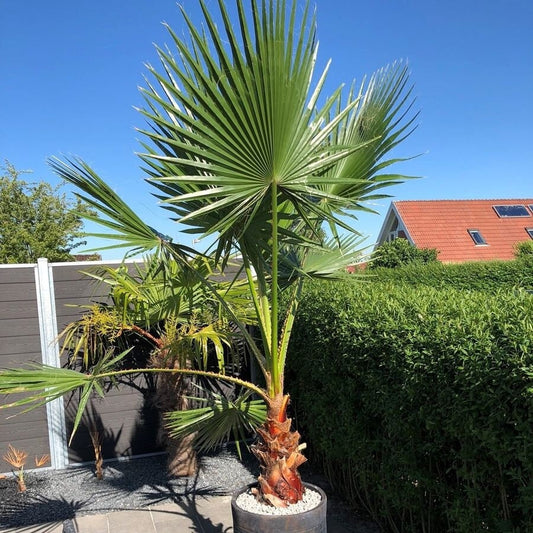 Washingtonia filibusta ‘Hybrid' Fan Palm COLD HARDY Seeds