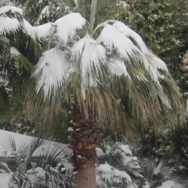 Washingtonia filibusta 'Hybrid' Fan Palm COLD HARDY