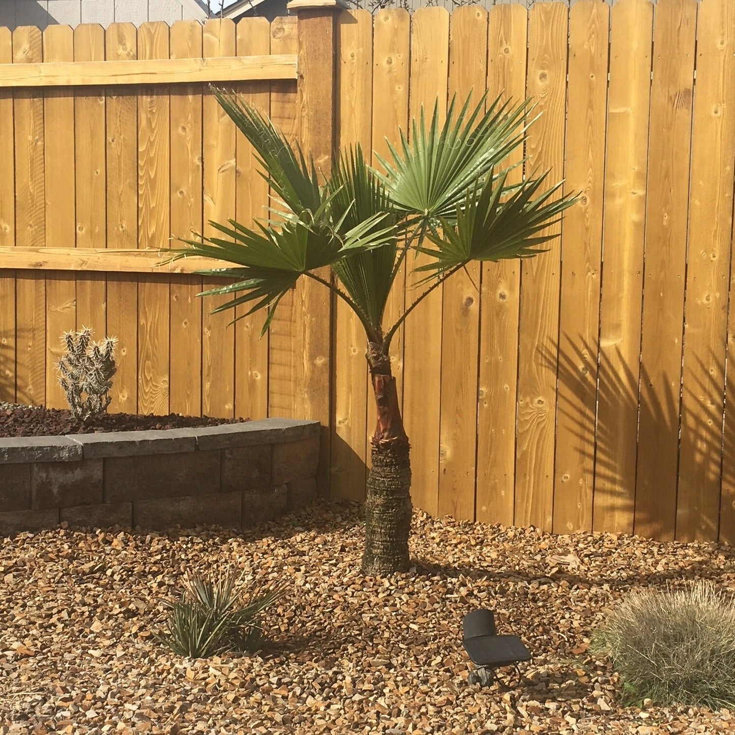 Washingtonia filibusta ‘Hybrid' Fan Palm COLD HARDY Seeds