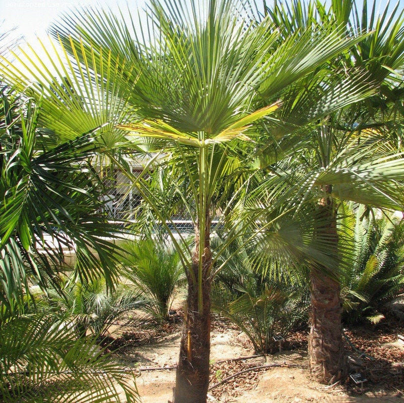 Trachycarpus fortunei 'Nova' Palm COLD HARDY Seeds