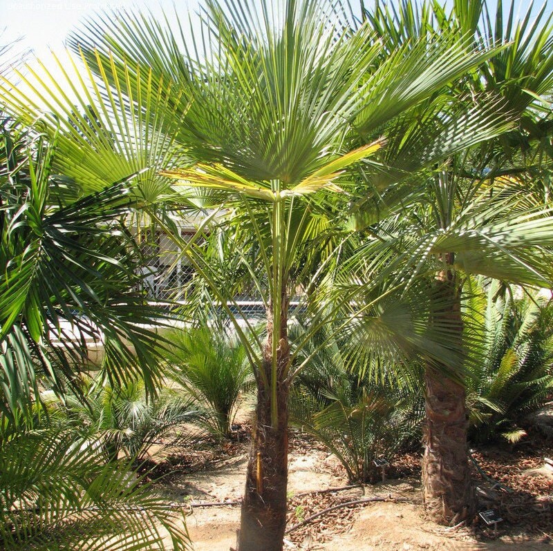 Trachycarpus 'Nova' x wagnerianus COLD HARDY Seeds