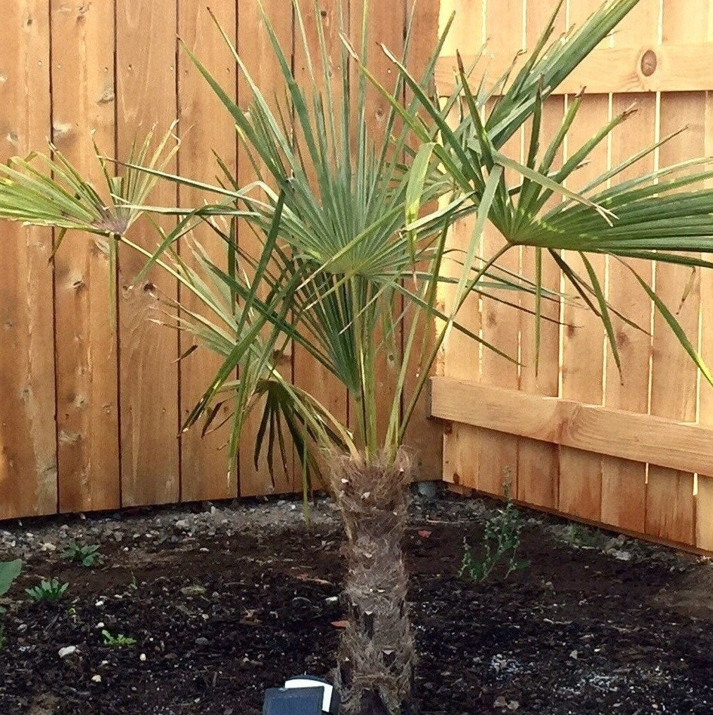 Trachycarpus 'Nova' x wagnerianus COLD HARDY Seeds