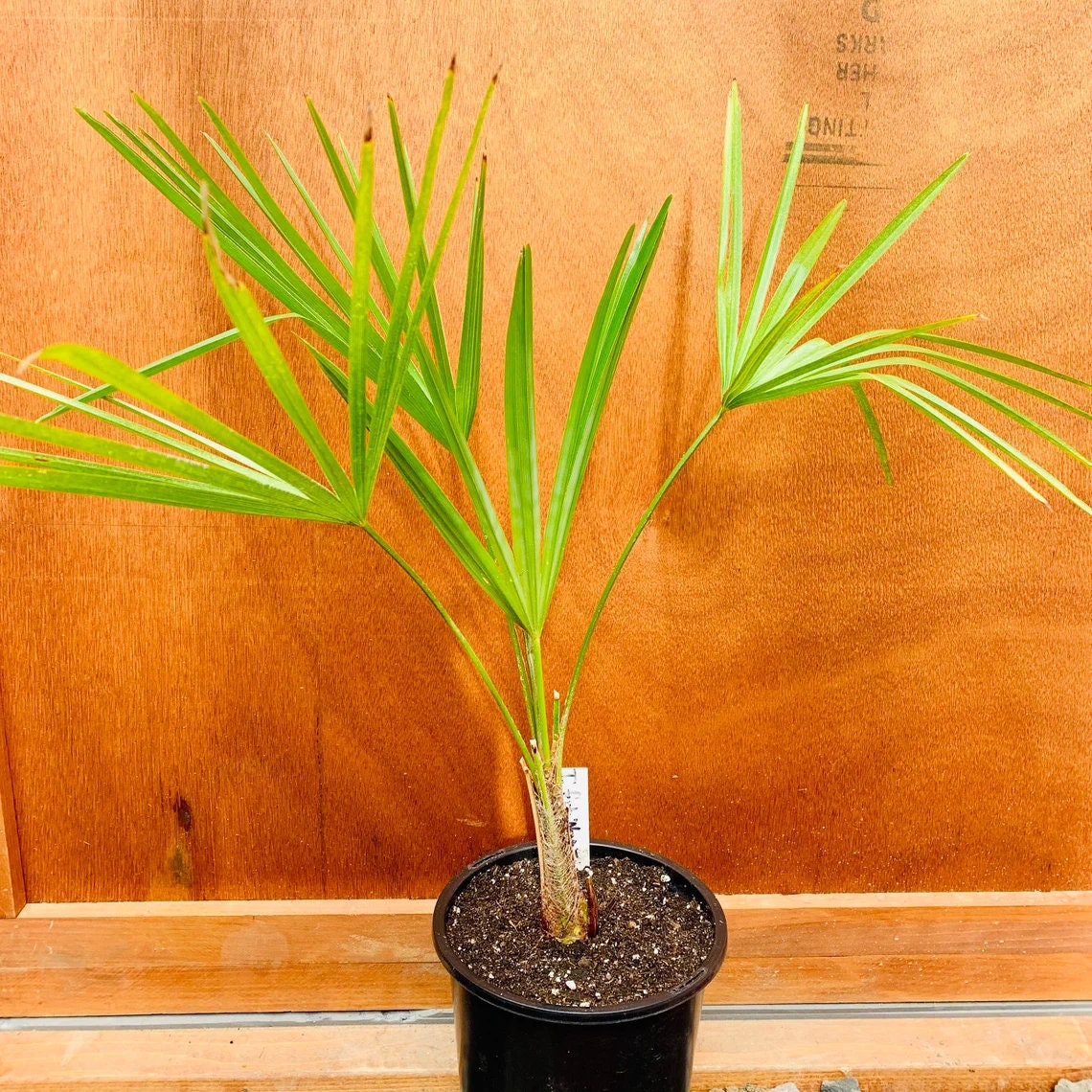 Trachycarpus fortunei 'Nova' Palm COLD HARDY Seeds