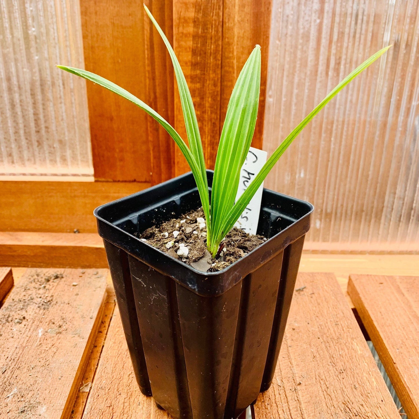 Chamaerops humilis 'Volcano' Oregon COLD HARDY