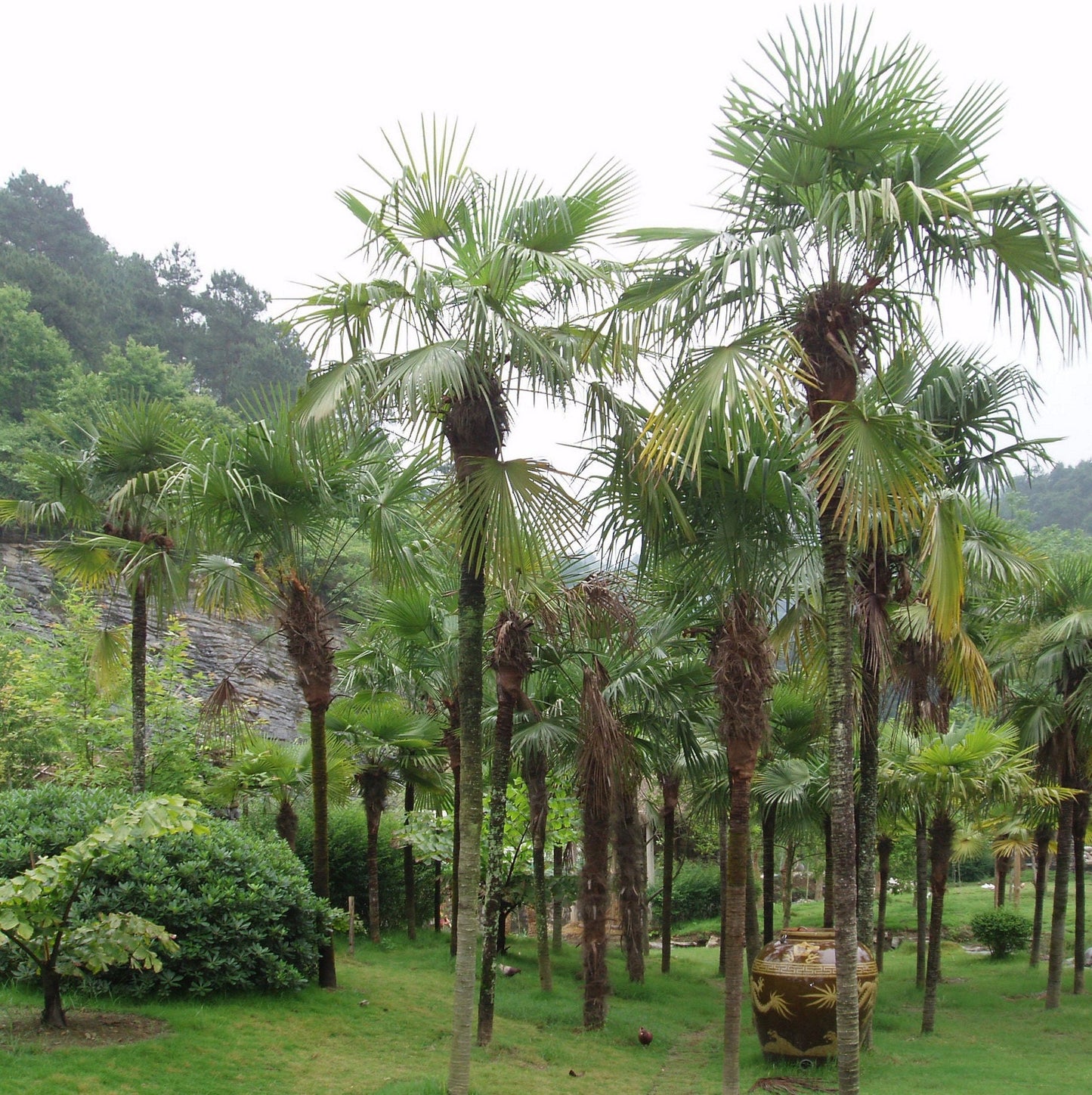 Trachycarpus fortunei 'Nova' Windmill Palm COLD HARDY