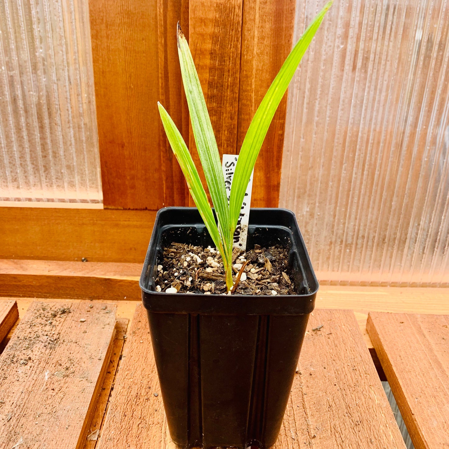 Trachycarpus fortunei 'Winsan' Windmill Palm COLD HARDY