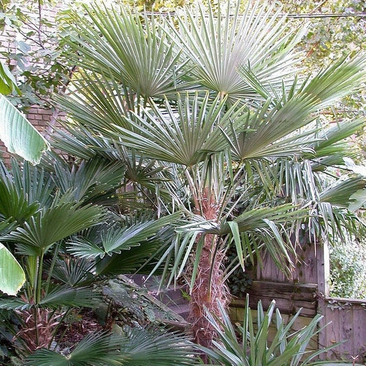 Trachycarpus wagnerianus x ‘Bulgaria’ - COLD HARDY Seeds
