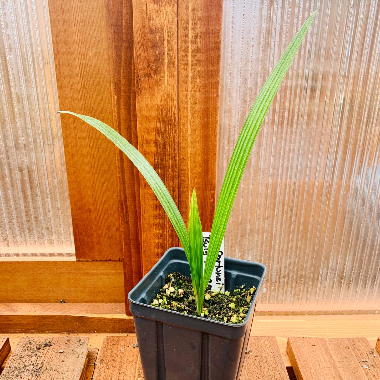 Trachycarpus fortunei ‘Bulgaria’ Windmill Palm COLD HARDY