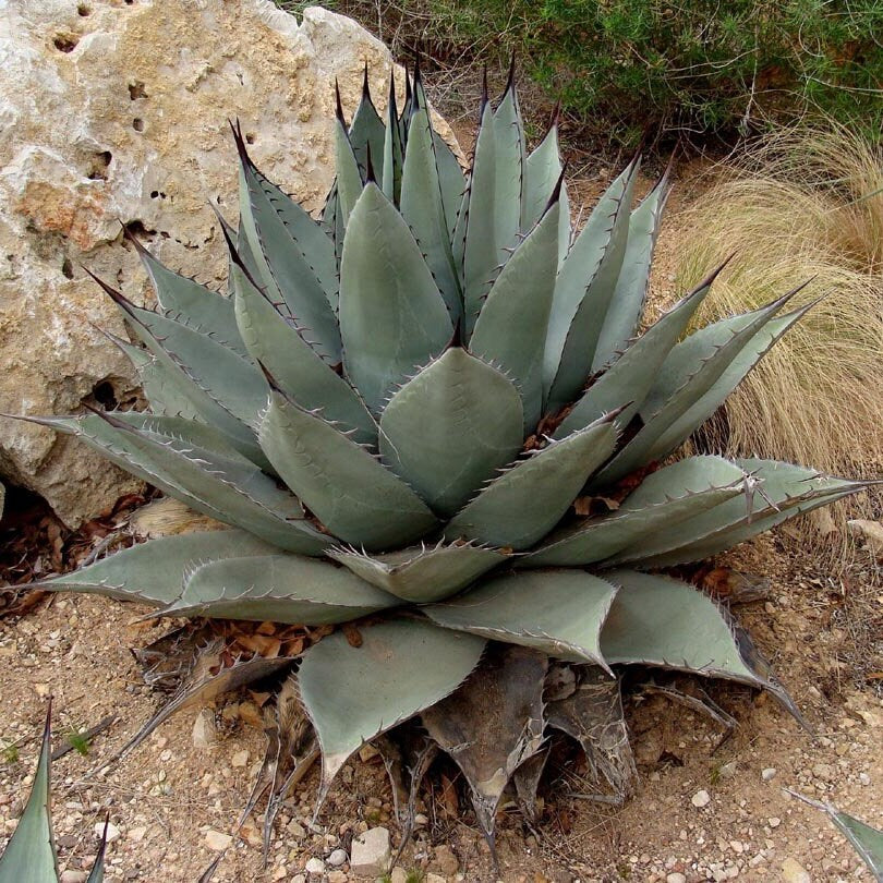 Agave havardiana 'Oregon' Century Plant - COLD HARDY - Seeds