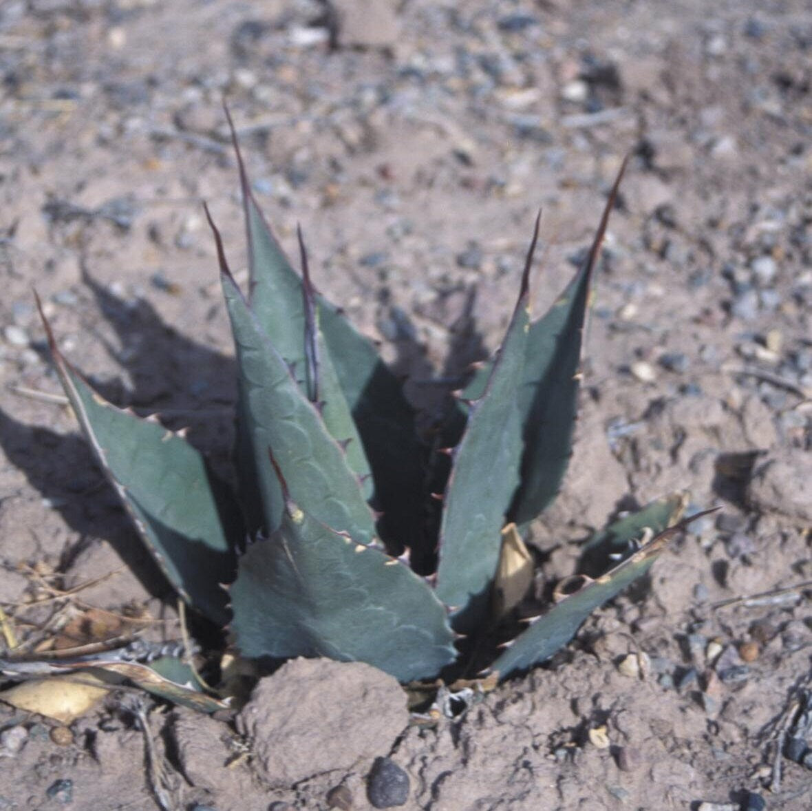 Agave havardiana 'Oregon' Century Plant - COLD HARDY - Seeds