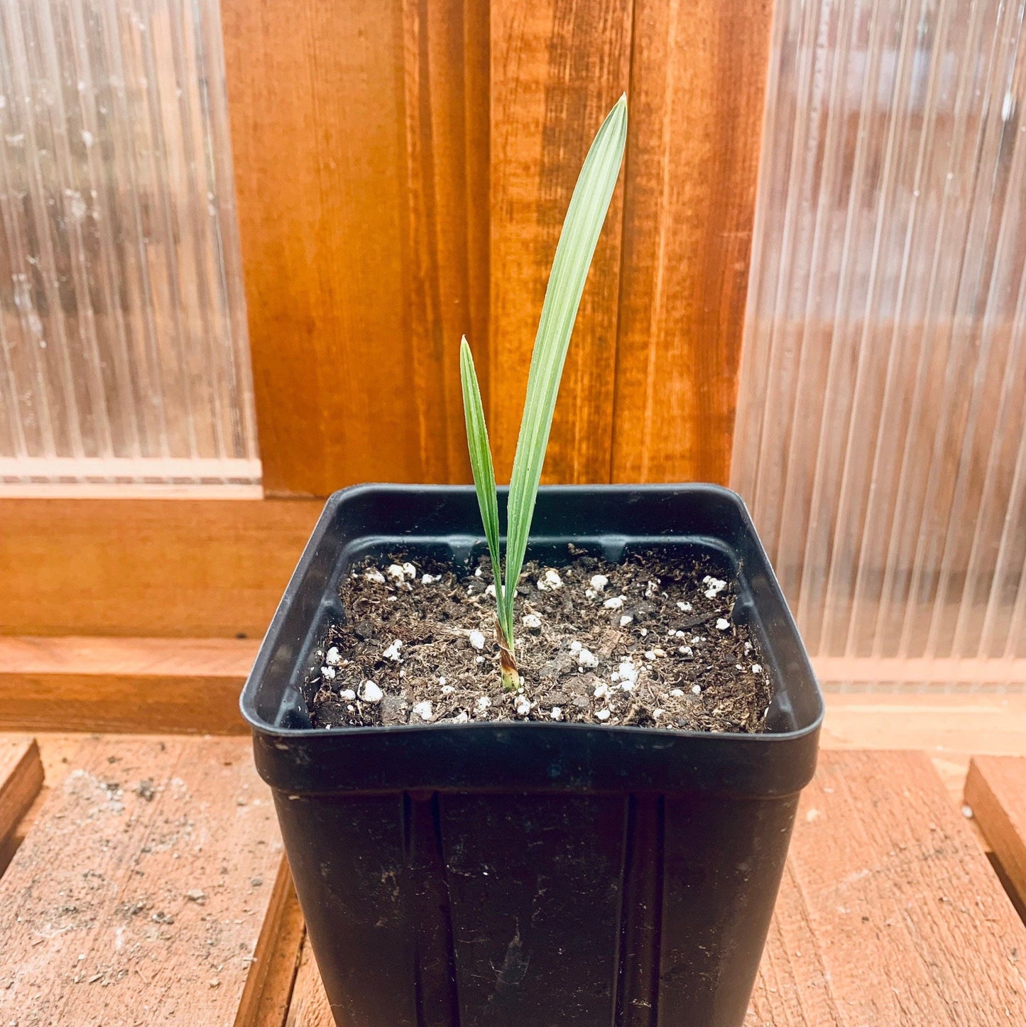 Sabal Palm ‘Oregon Hybrid’ Palm Tree - COLD HARDY