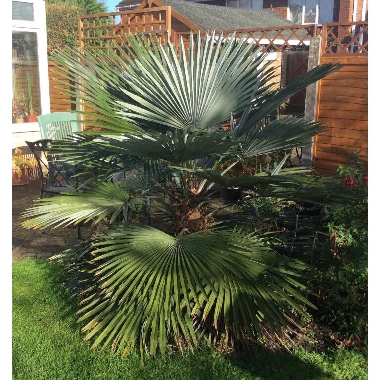 Trachycarpus wagnerianus 'OR' Mini-Chusan Palm COLD HARDY