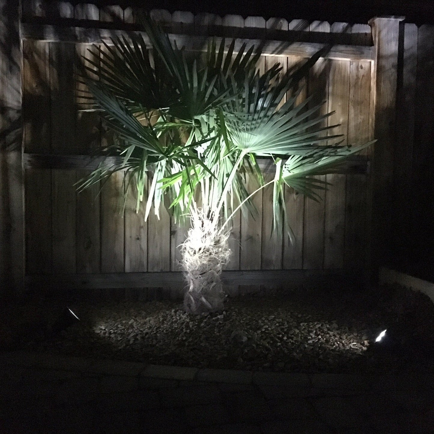 Trachycarpus fortunei 'Tesan' Palm COLD HARDY Seeds