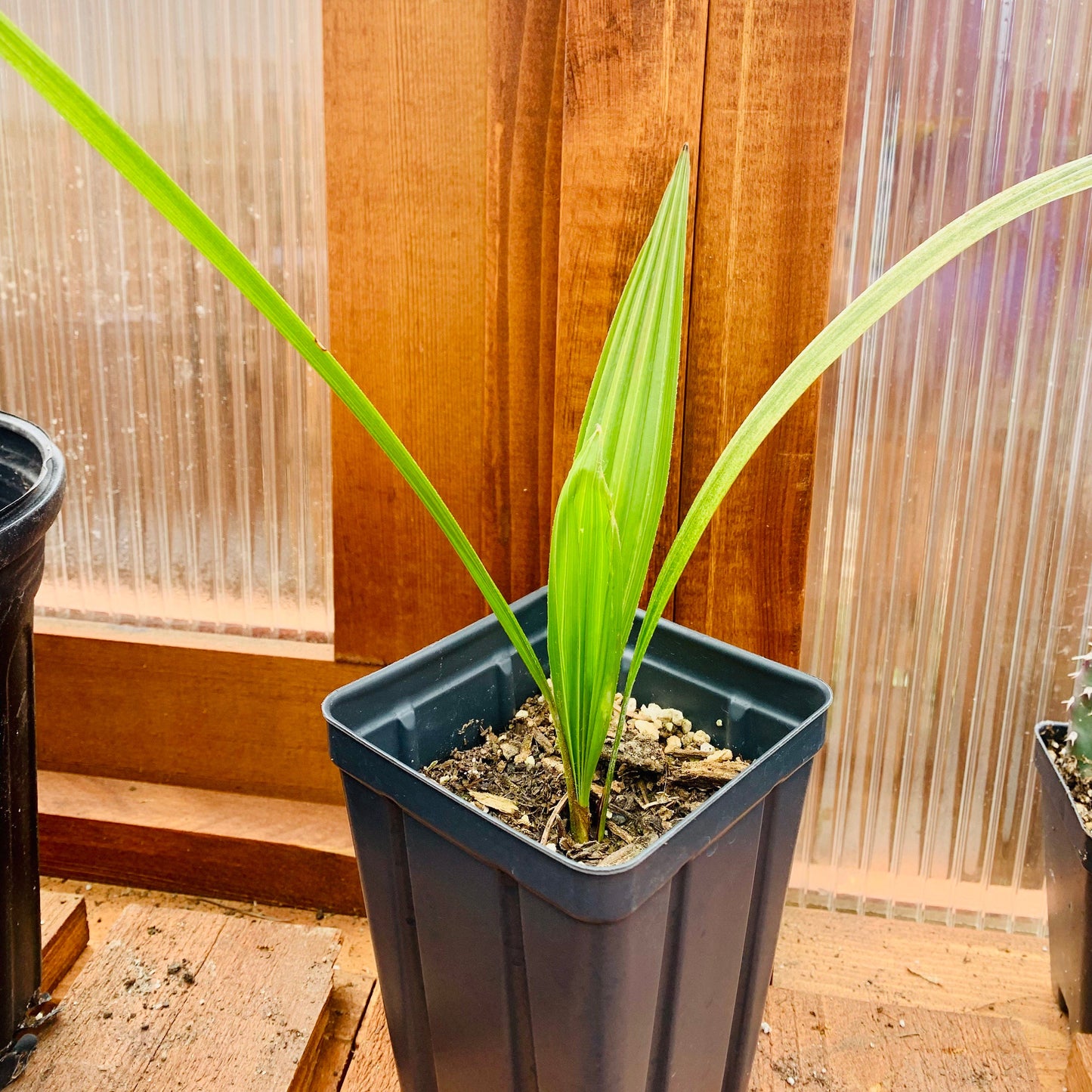 Trachycarpus wagnerianus x ‘Bulgaria’ - COLD HARDY