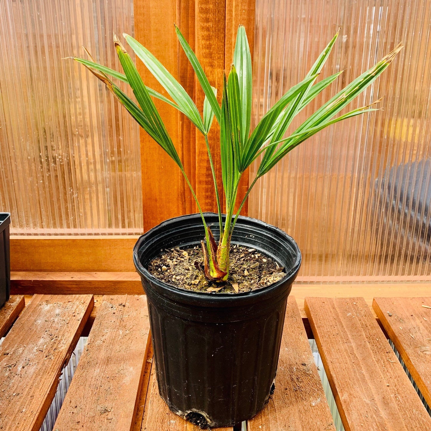 Trachycarpus fortunei ‘Bulgaria’ Windmill Palm COLD HARDY