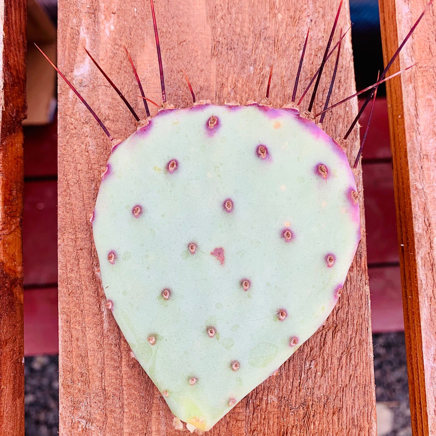 Prickly Pear Cactus 'Sapphire' (Opuntia macrocentra) COLD HARDY