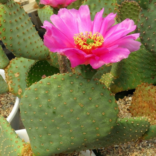 Beavertail Cactus 'Winter Glow' (Opuntia auera) COLD HARDY