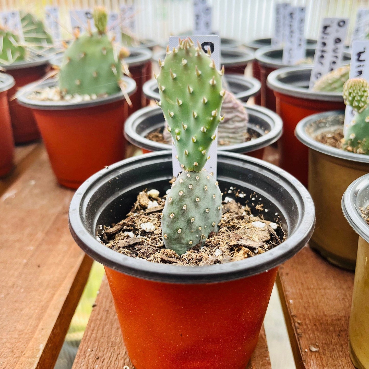 Beavertail Cactus 'Kanab Blue' (Opuntia aurea) COLD HARDY